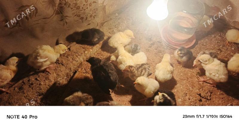 Gigant juyje - Сакарчага - img 1