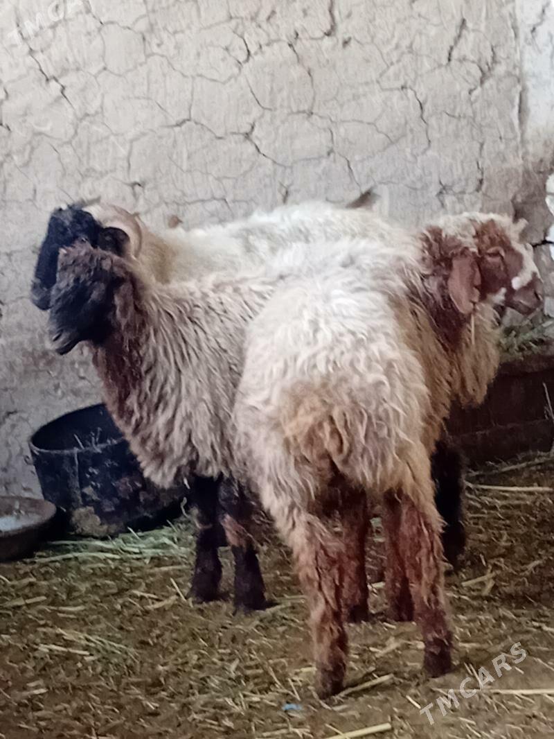 Goyun - Байрамали - img 1