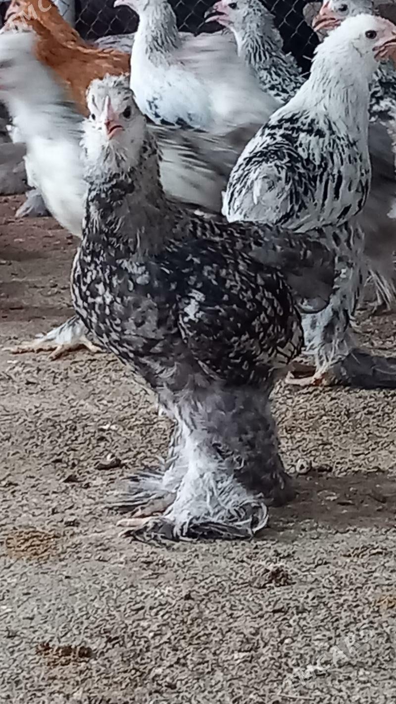 BRAMA WE BALGAR JUYJELER - Гёкдепе - img 1