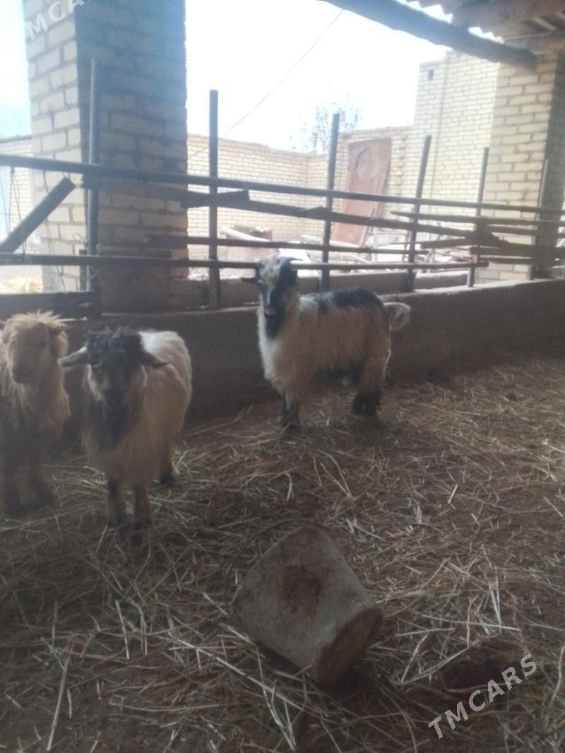 bichilen serke - Sakar - img 1