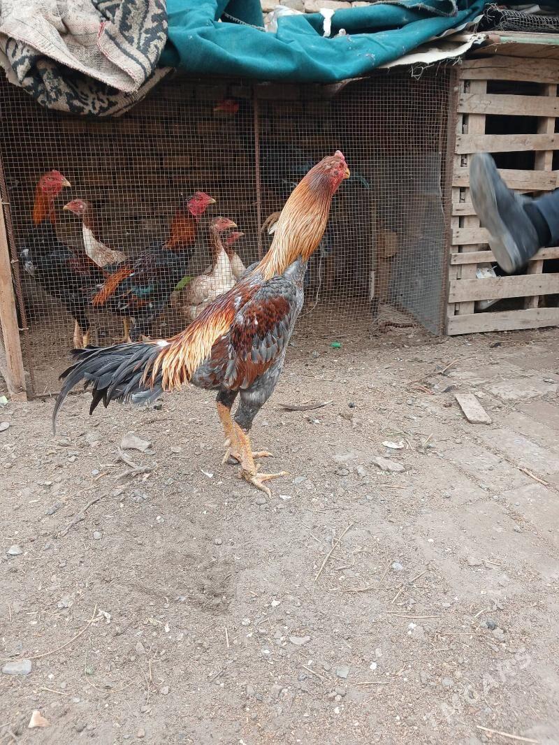 Horaz - Туркменабат - img 1