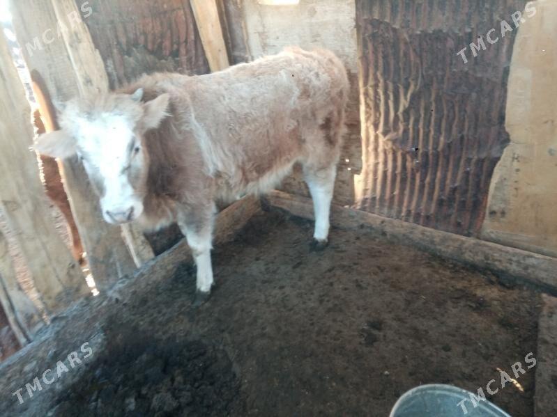 Okuzce - Туркменбаши - img 1