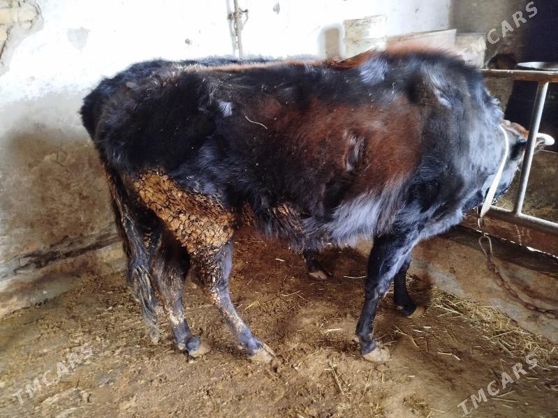 öküz unanin - Туркменабат - img 1