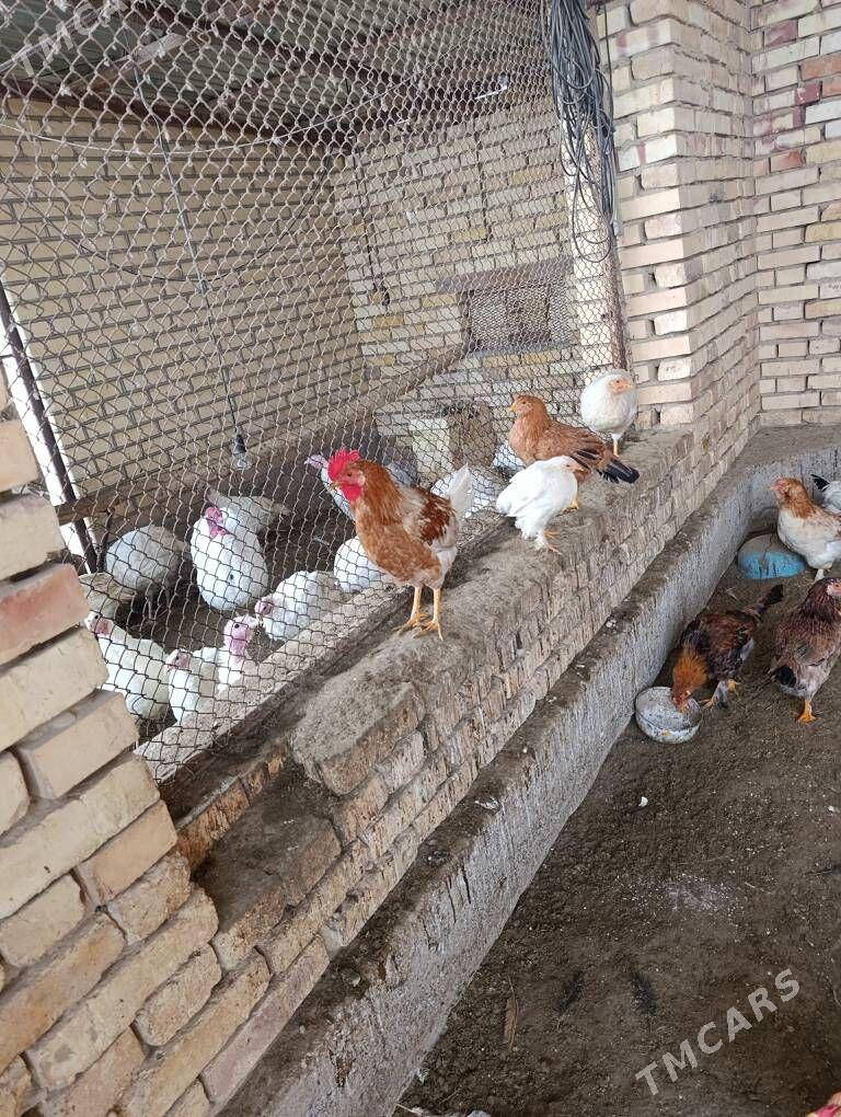 horaz - Мары - img 1