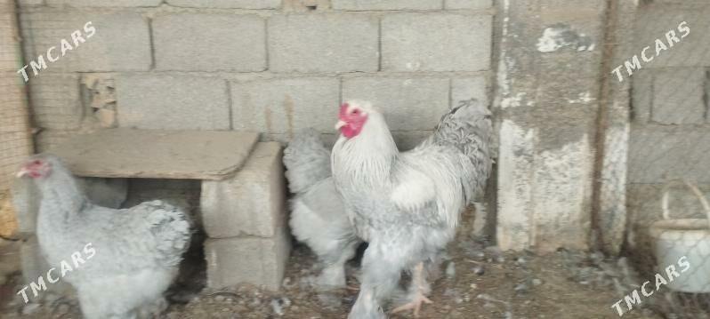 lawanda brama - Чоганлы - img 1