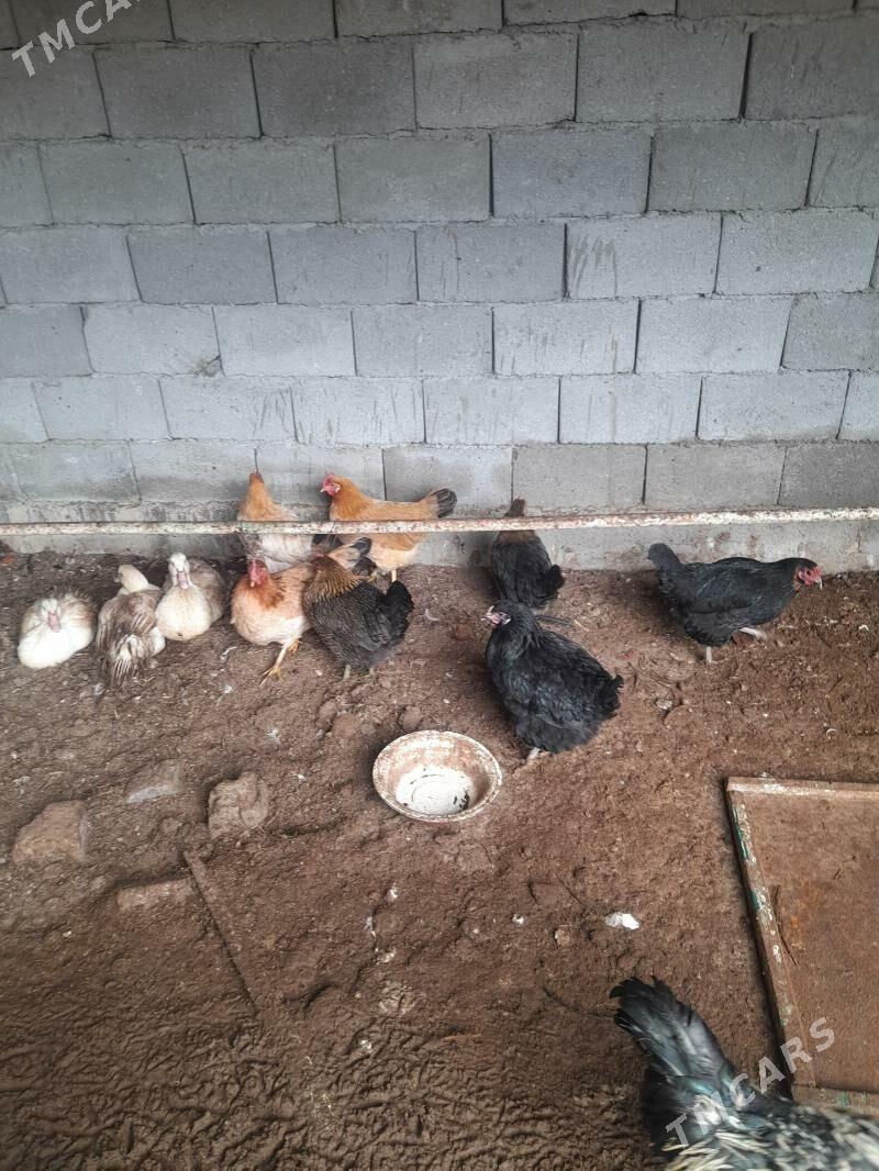 Towuk - Gökdepe - img 1