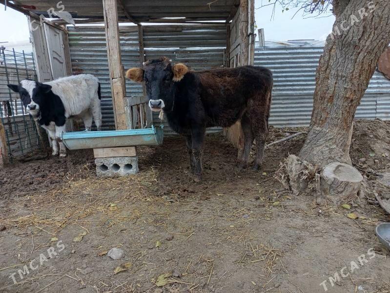 OKUZ - Бузмеин - img 1