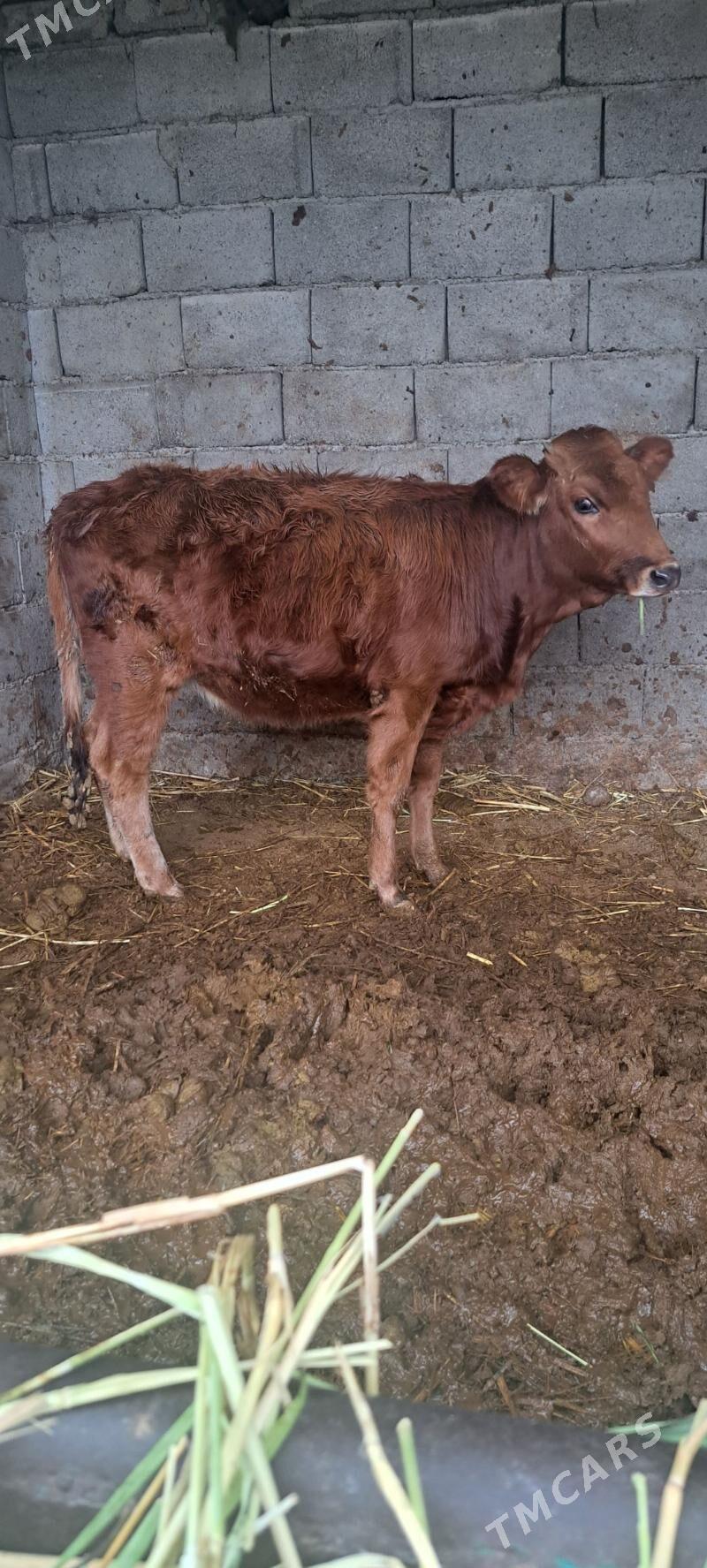 tuwe - Bagyr - img 1