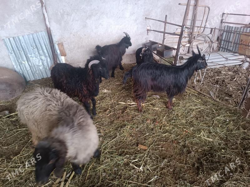 serke we gecii - Фарап - img 1