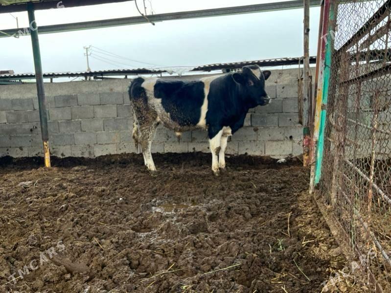 Ala okuz - Ашхабад - img 1