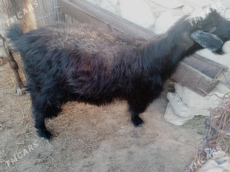 Geçi - Этрек - img 1