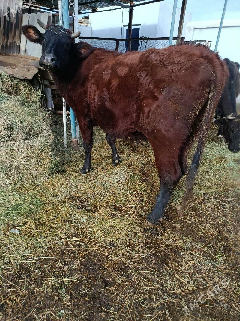 yetik bogaz - Туркменабат - img 1