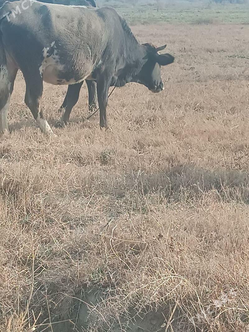 TÜWE. BOGAZ - Гёкдепе - img 1