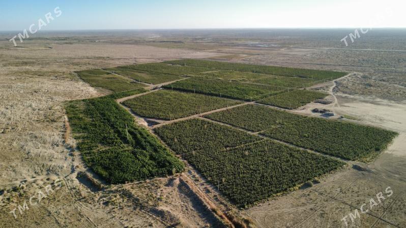 Paulownia,Pawlowniya,Павловния - Kerki - img 1