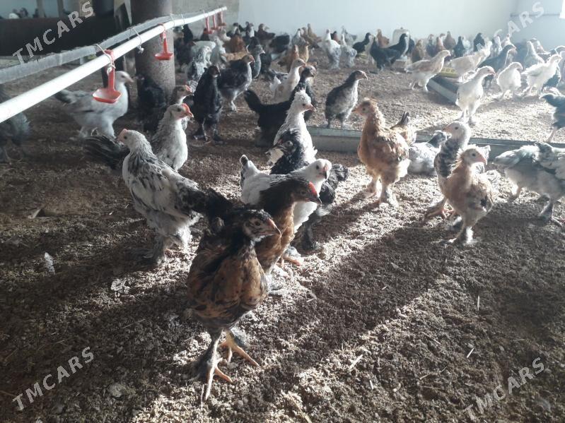 balakly jujeler - Sakarçäge - img 1