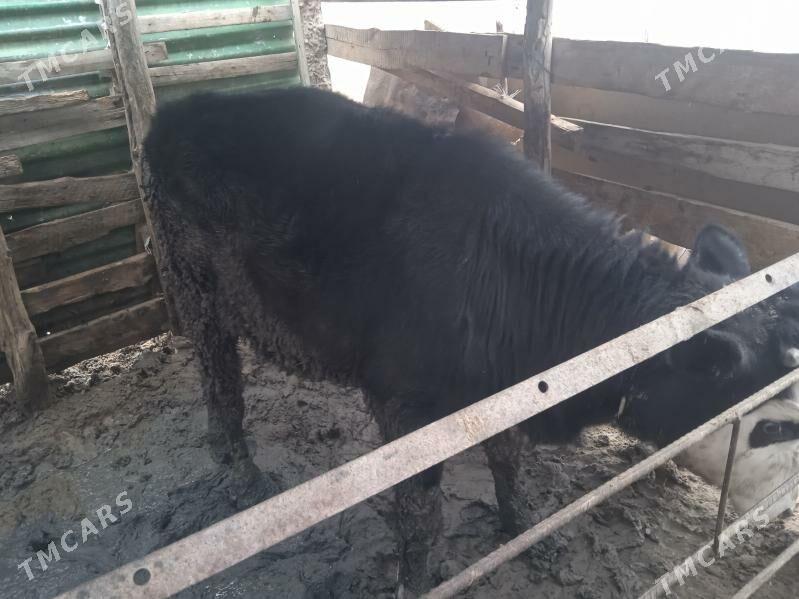 Öÿ haÿwanlari - Херрикгала - img 1