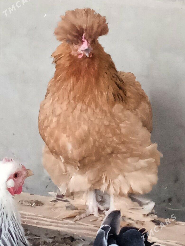 towuk horaz - Балканабат - img 1