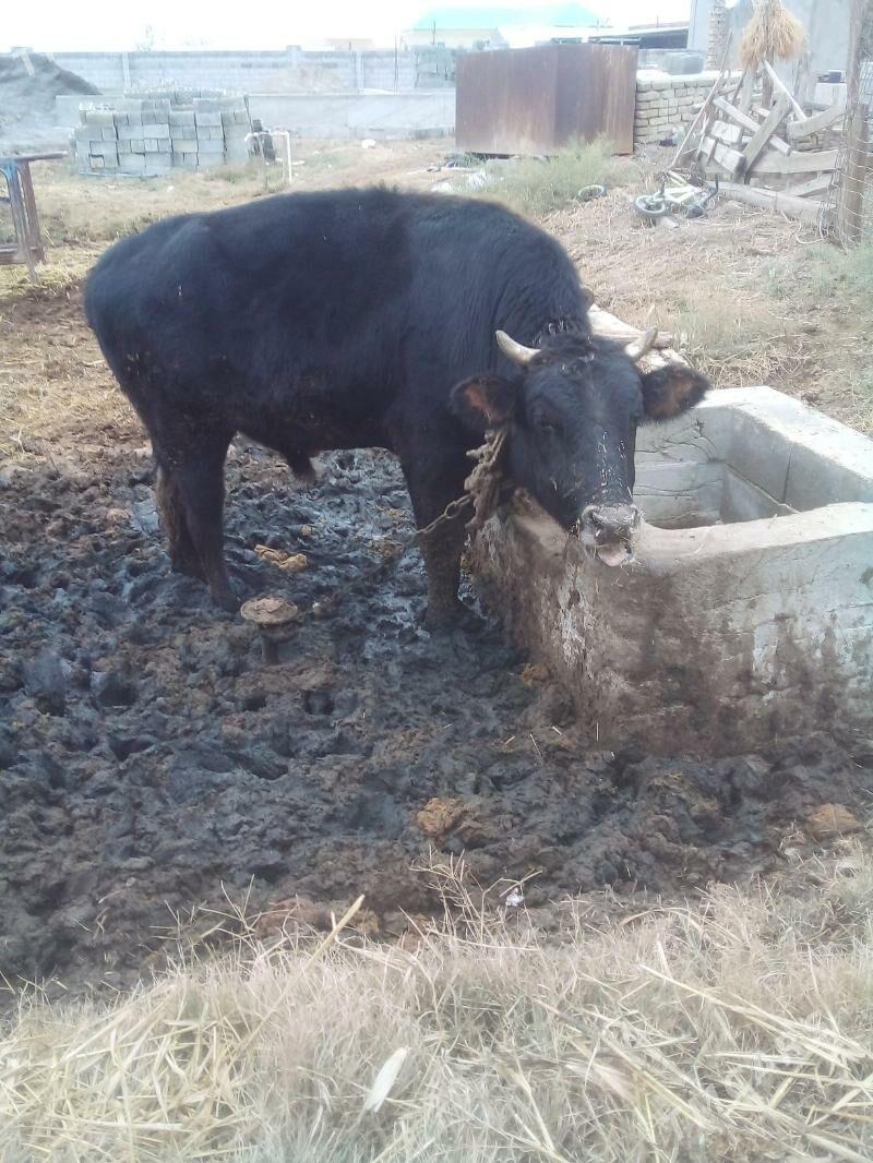 öküz - Бахарден - img 1