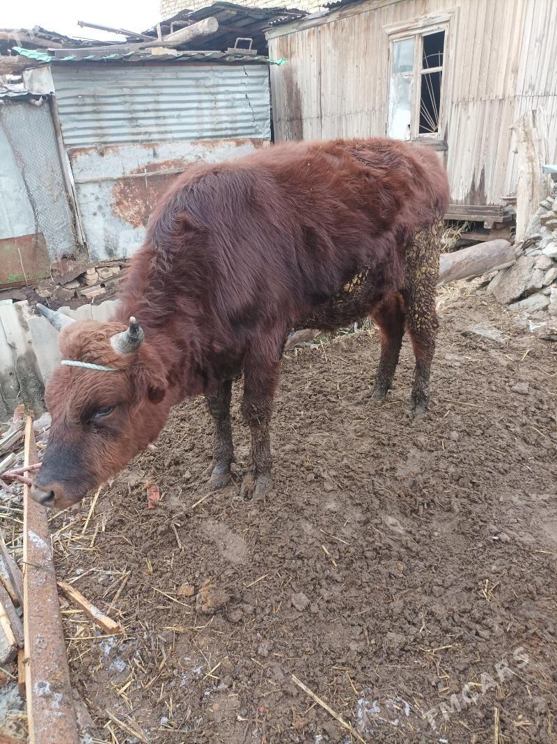 ökuz - Türkmenabat - img 1