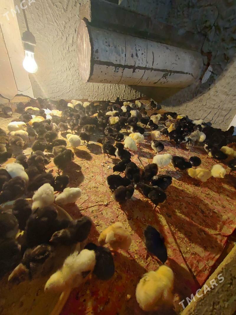 Gigat jüyje - Чарджоу - img 1