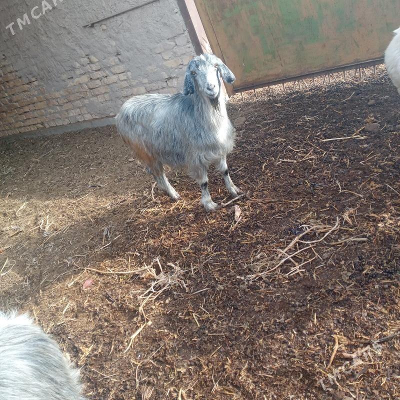 Geci - Çärjew - img 1