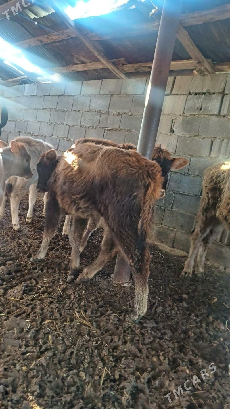 tüwe - Ашхабад - img 1