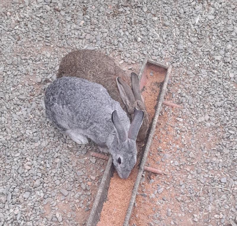 Satlyk Towşan - Ak bugdaý etraby - img 1