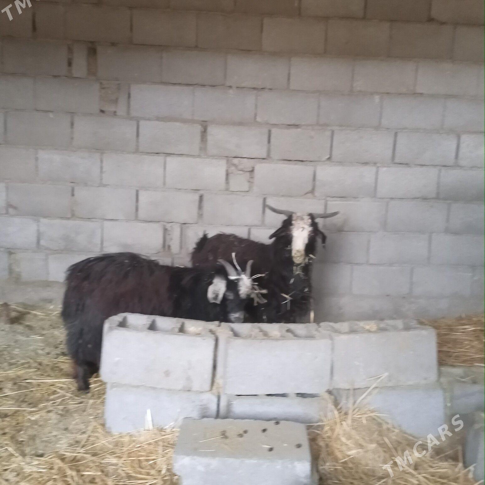 cebis - Gyzylarbat - img 1