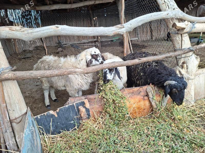 Gockar - Farap - img 1