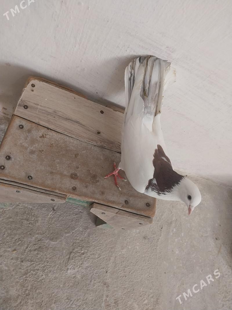 kepderi - Gyzylarbat - img 1