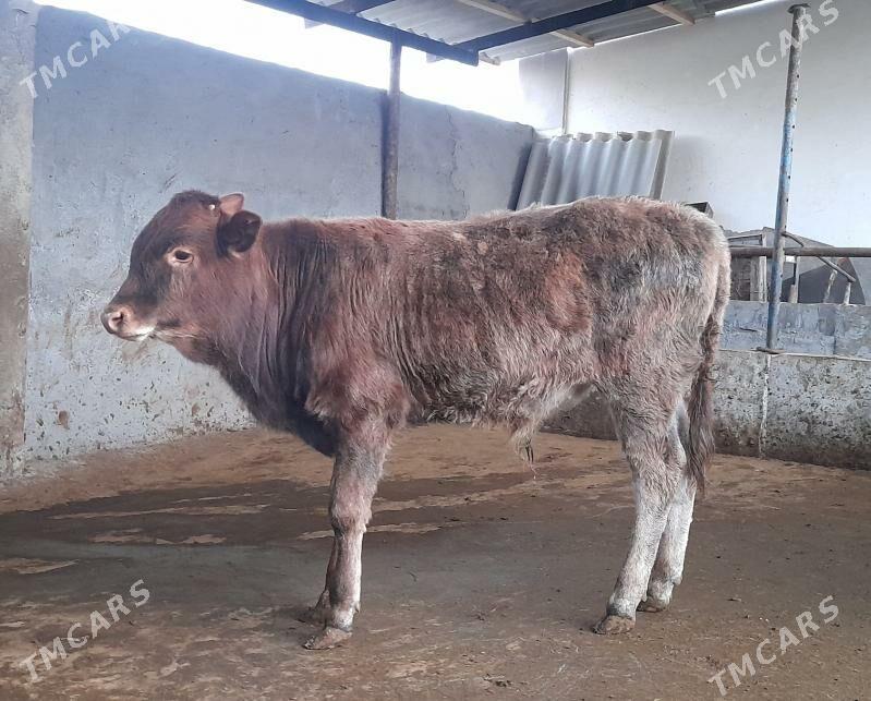 öküz - Ашхабад - img 1