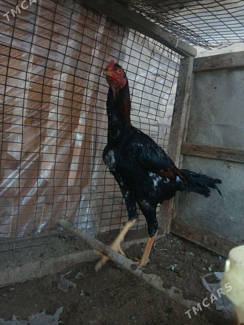 хораз - Туркменабат - img 1