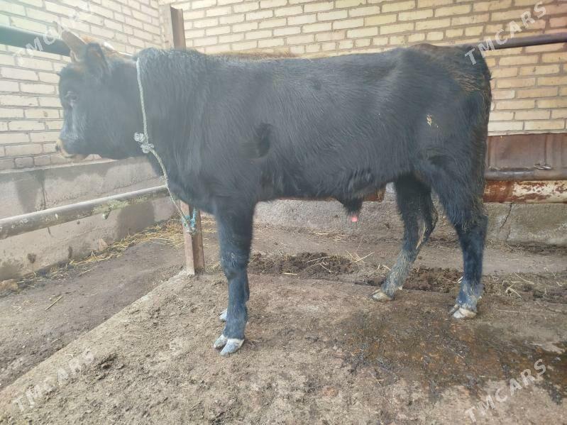 okuzler - Türkmenabat - img 1