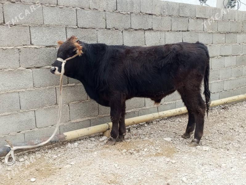 okuz. - Balkanabat - img 1