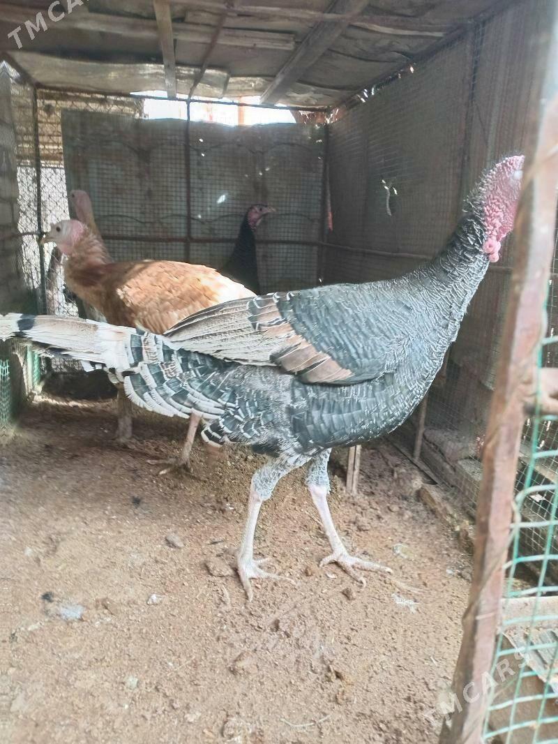 индюк, - Фарап - img 1