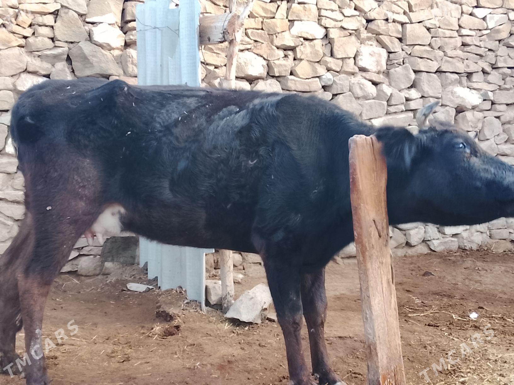 goleli sygyr - Гызыларбат - img 1