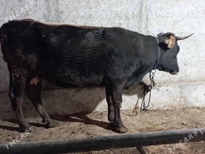 gysyr Sygyr - Гёкдепе - img 1