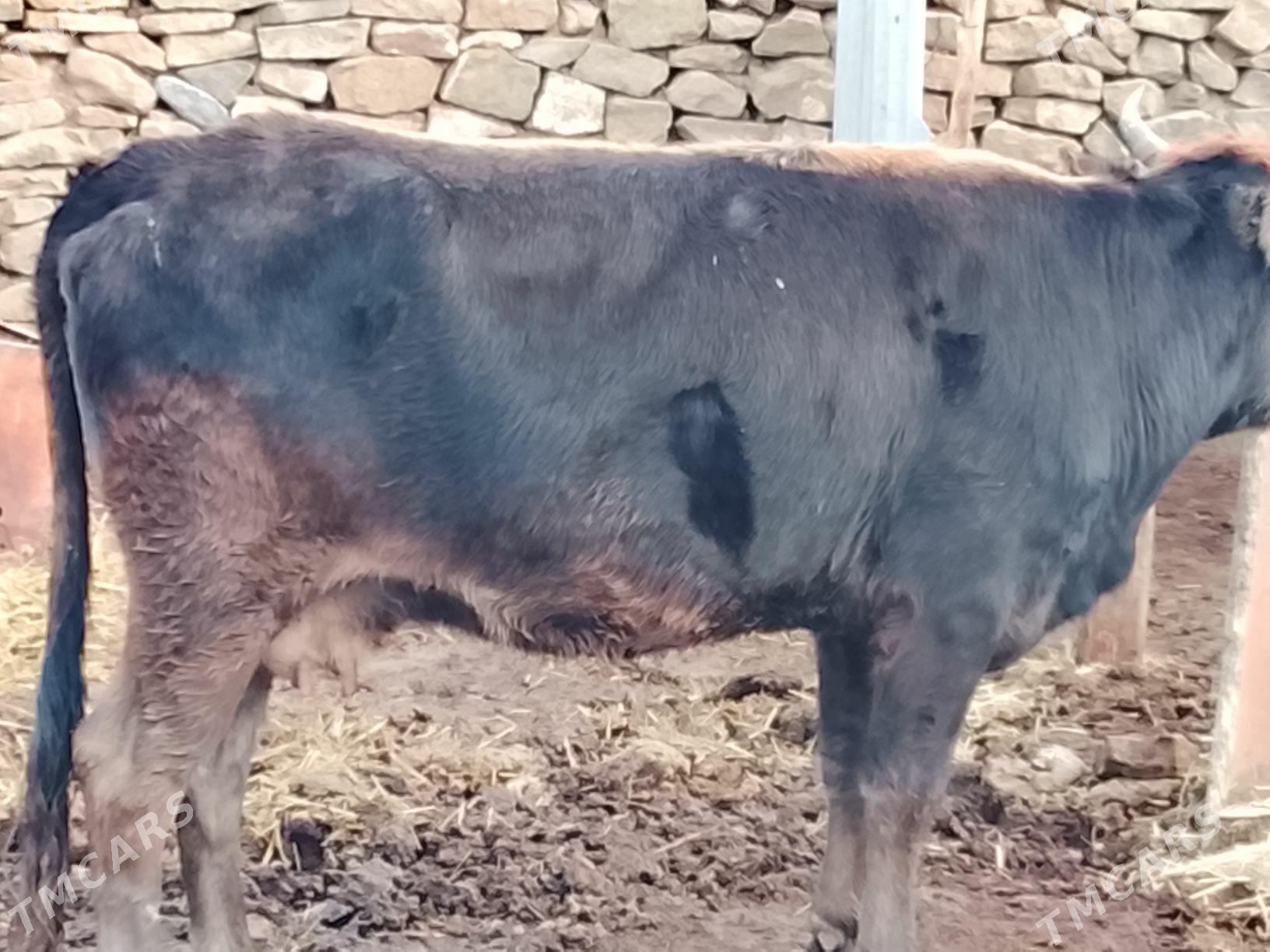 sygyr - Гызыларбат - img 1