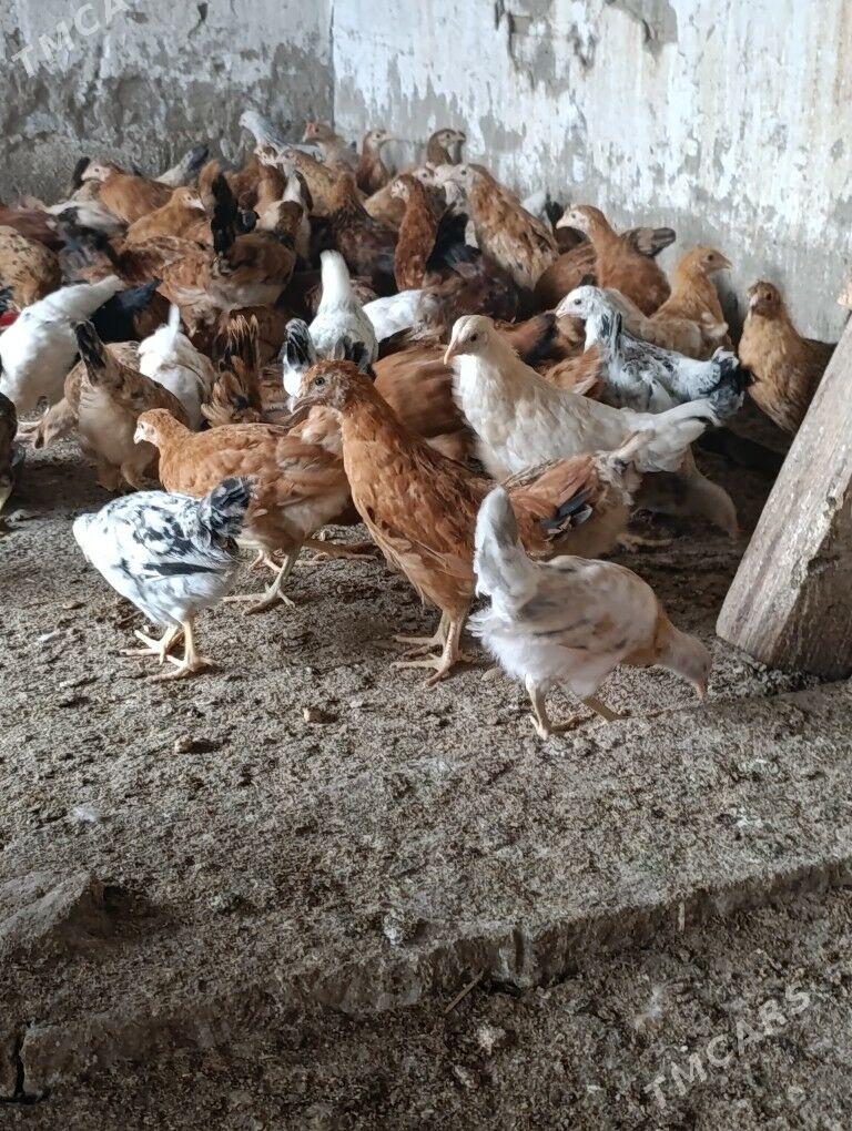 Juje - Aşgabat - img 1