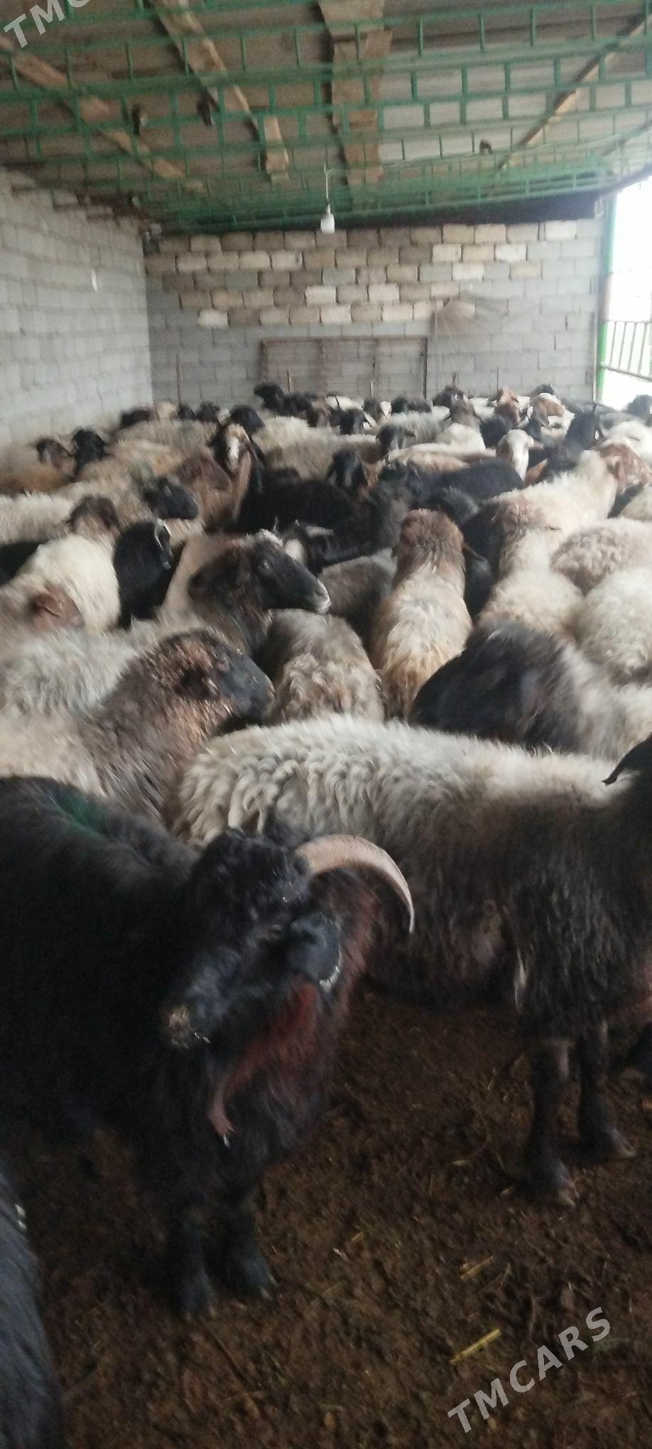 Goýun geçi - Garadamak - img 1