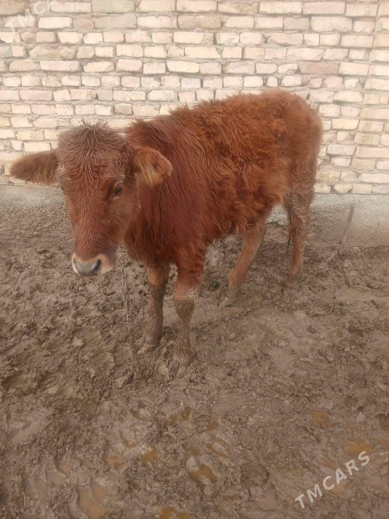 Gulajyn - Wekilbazar - img 1