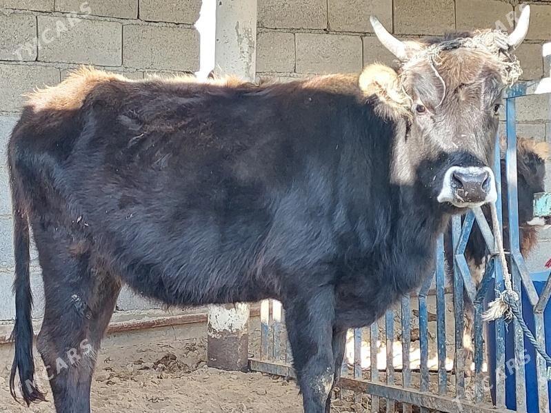 gysyr sygyr - Балканабат - img 1