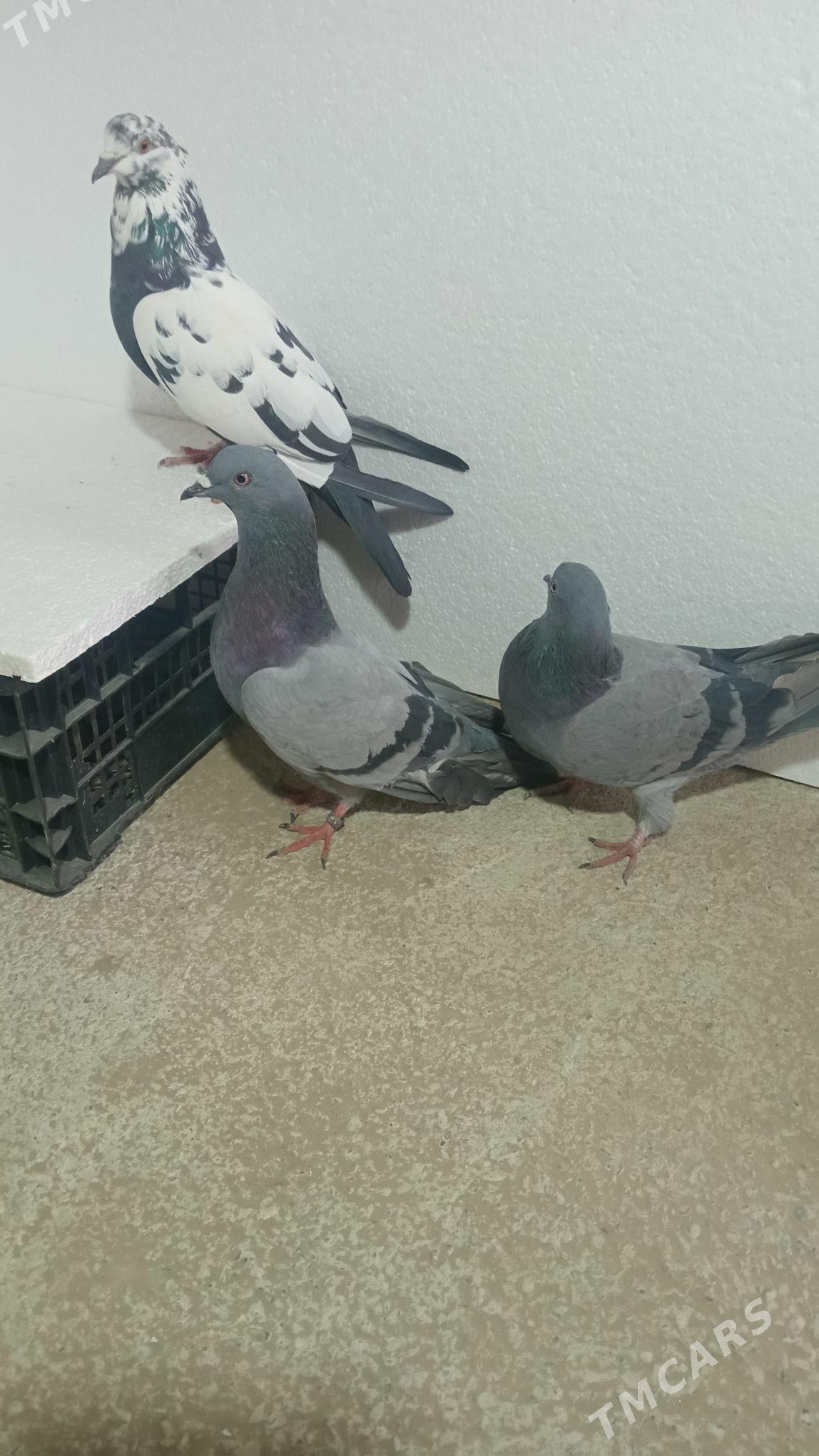 kepderi - Гызыларбат - img 1