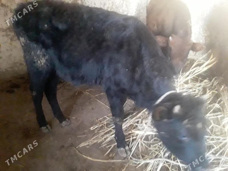 OKUZ GACAR - Gubadag - img 1