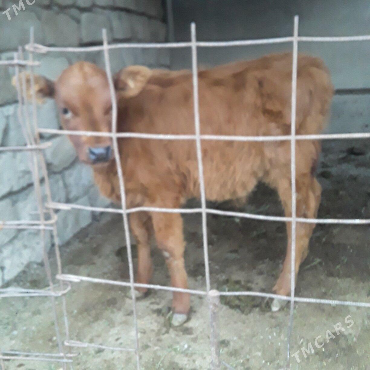 öküz şwes - Бузмеин - img 1