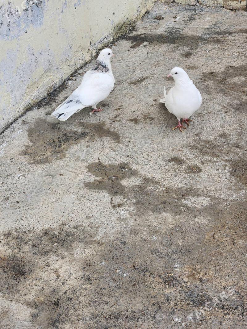 kepderi - Чоганлы - img 1