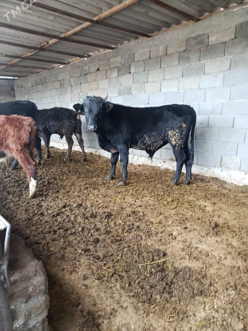 okuz ler - Büzmeýin - img 1