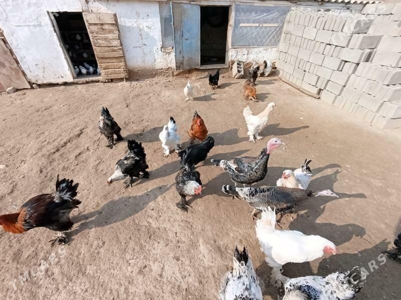 horaz - Гызыларбат - img 1