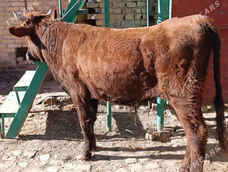 Okuz - Туркменабат - img 1