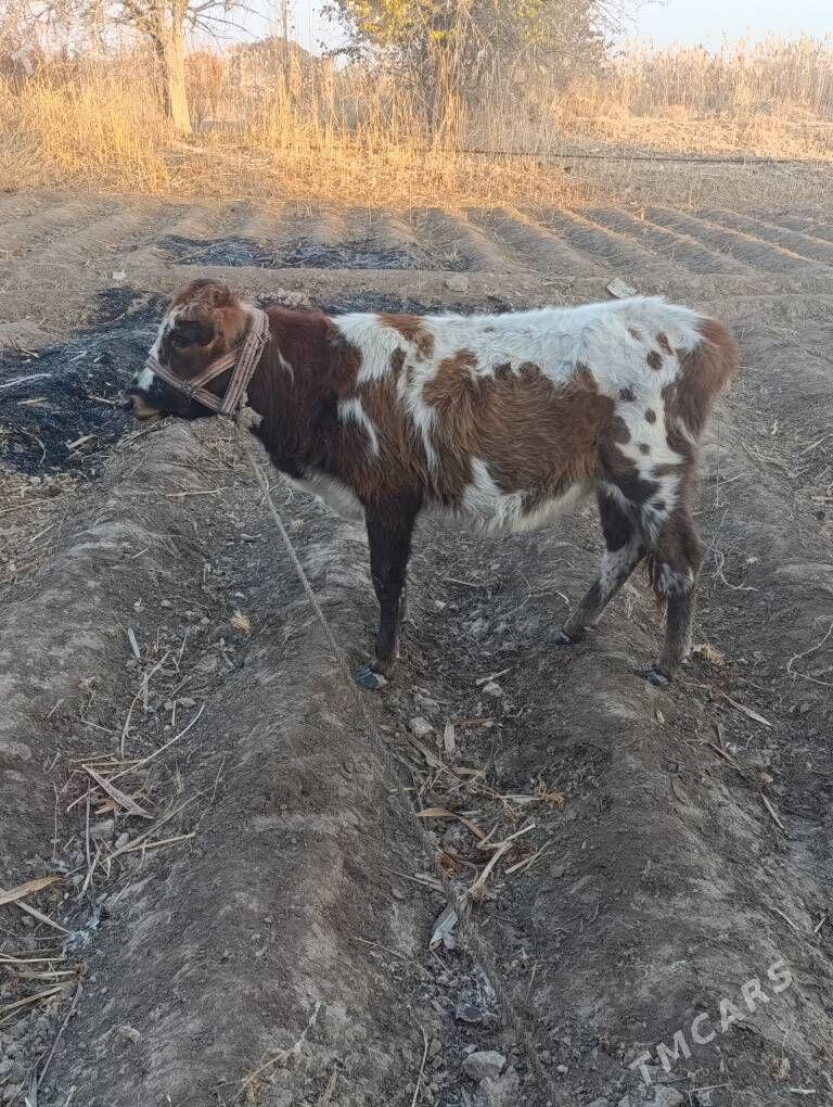 gaçar - Boldumsaz - img 1